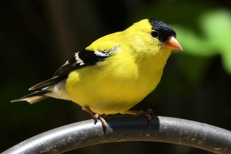 25 Amazing Black and Yellow Birds with Pictures Singing With Birds