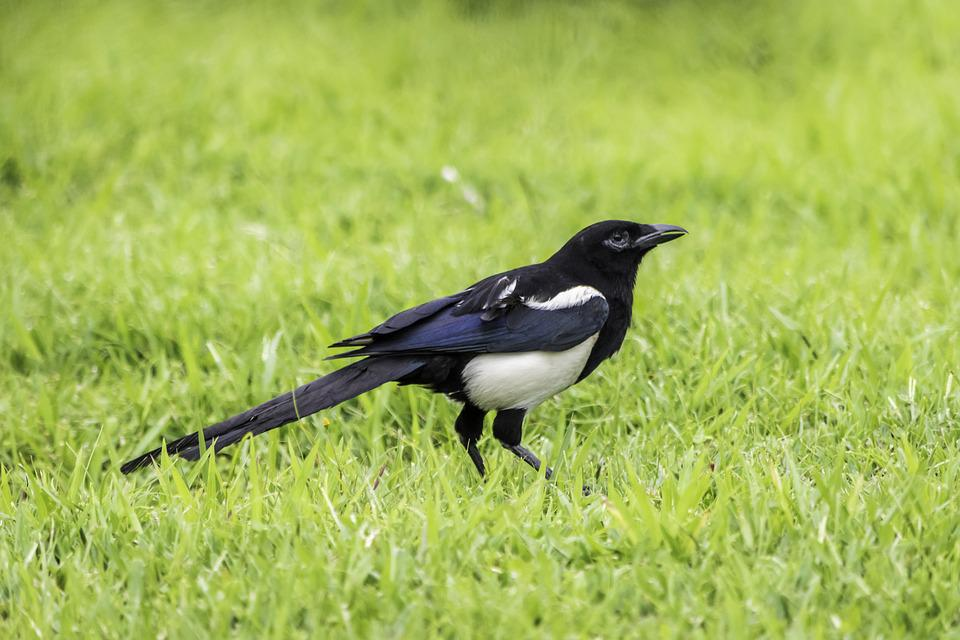 a black bird with white stripe on wings