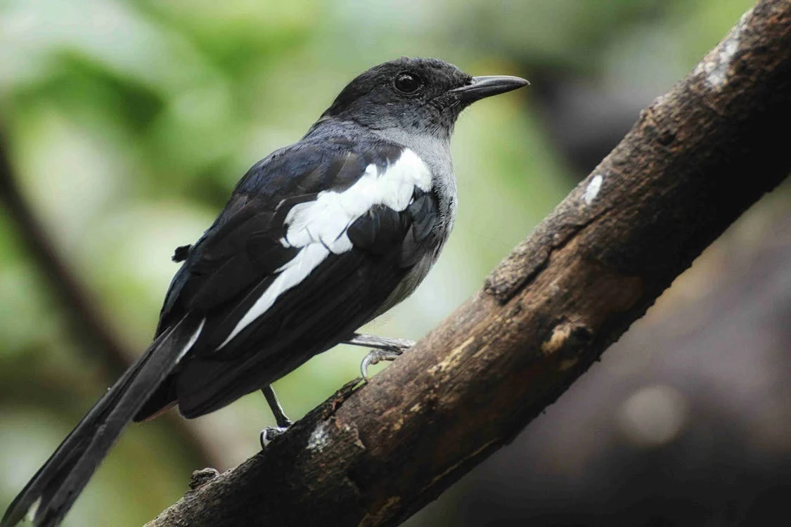 21 Birds With White Stripes On Wings (With Pictures) - Singing With Birds