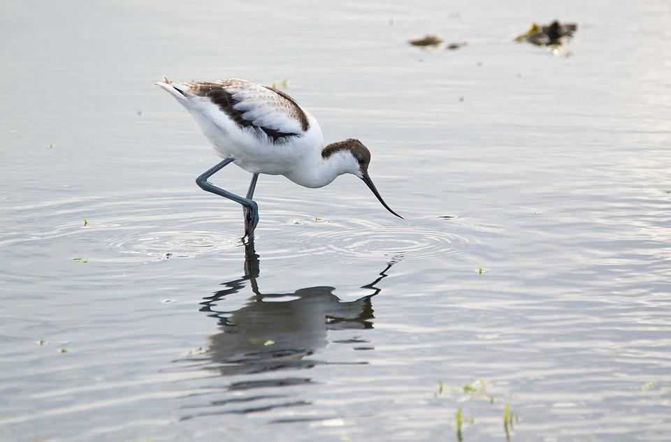 21 Birds With White Stripes On Wings (With Pictures) - Singing With Birds