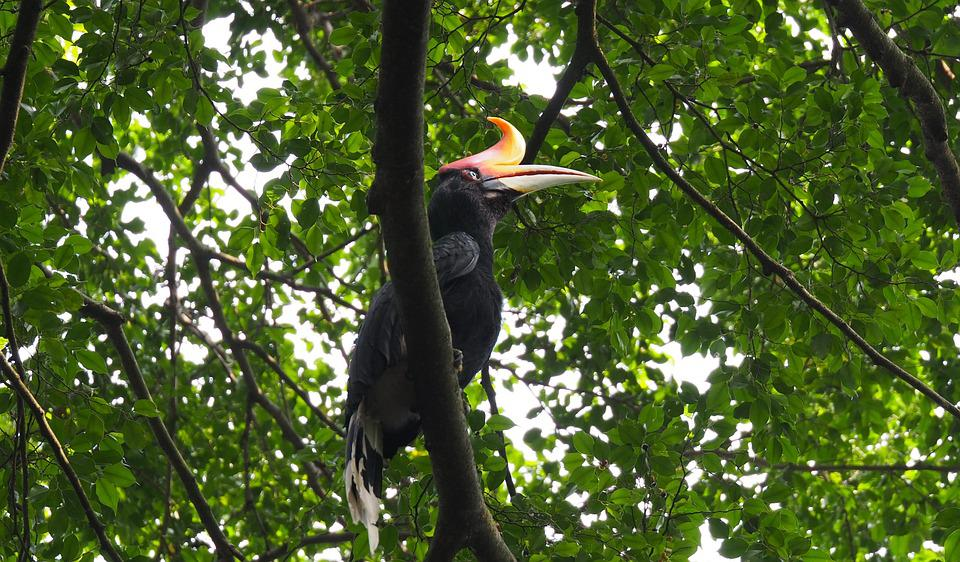 Hornbills are famous black and yellow birds